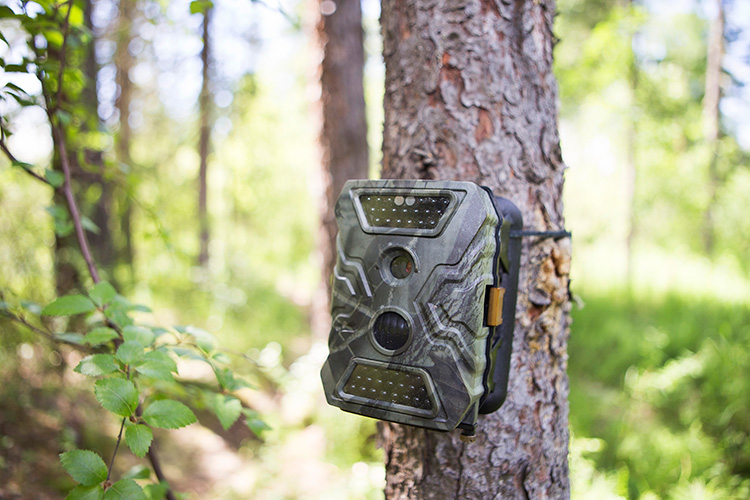 A game camera attached to a tree.